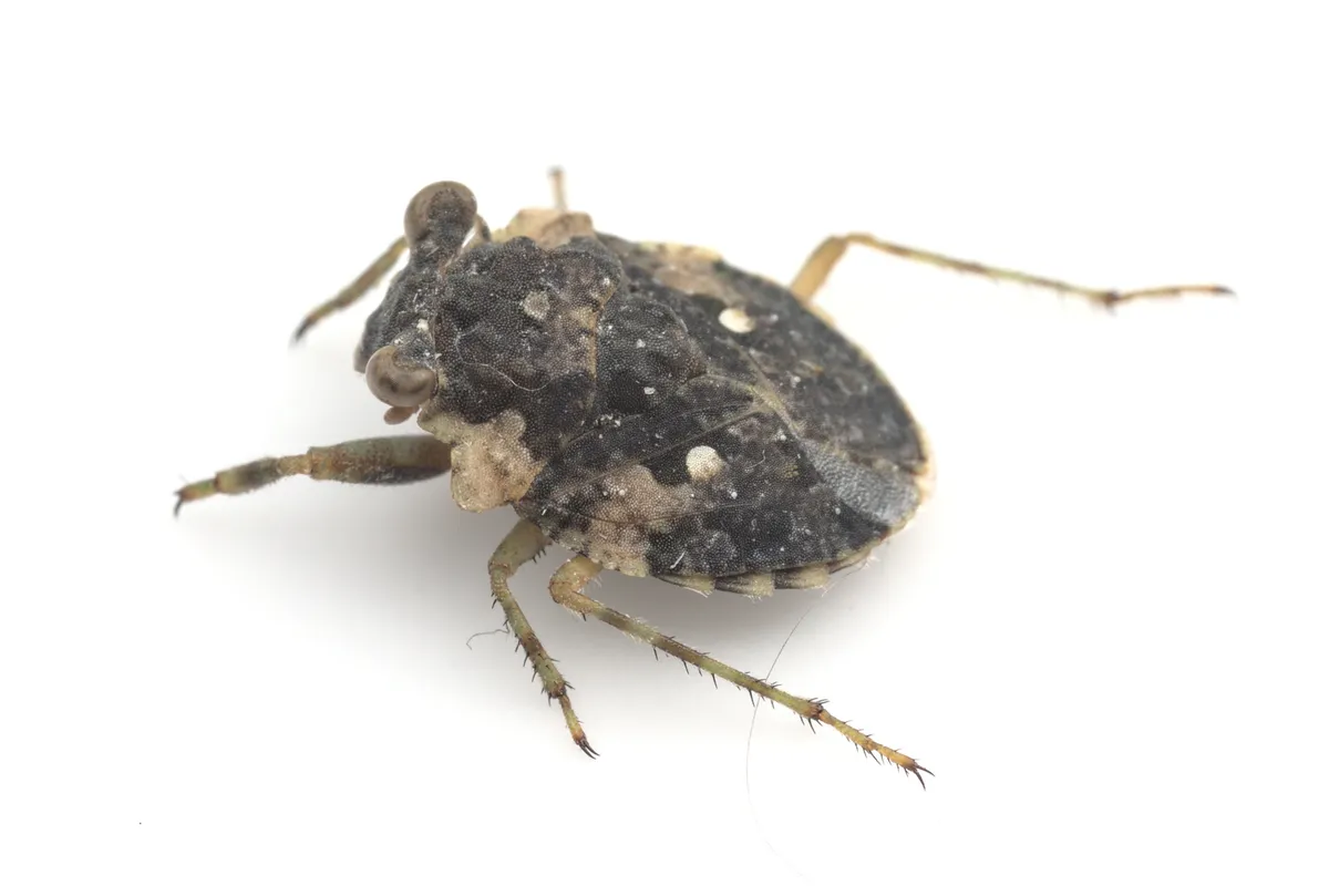 Toad Bugs - photo 3