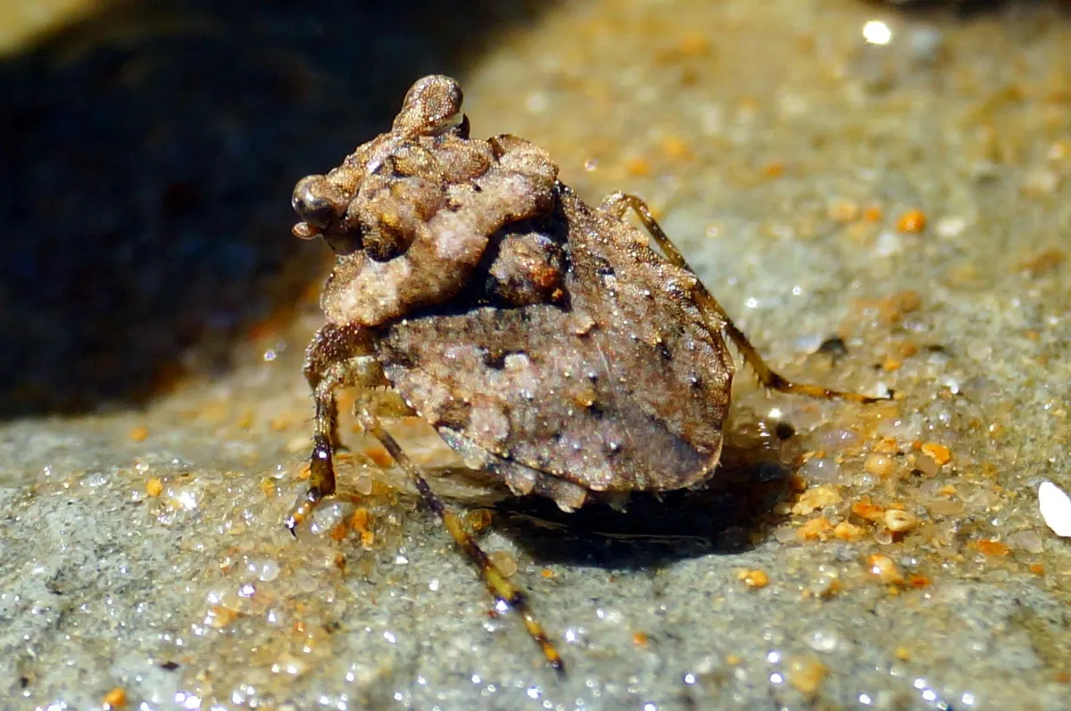 Big-Eyed Toad Bug