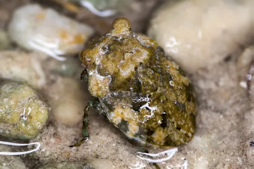 Gelastocoris rotundatus