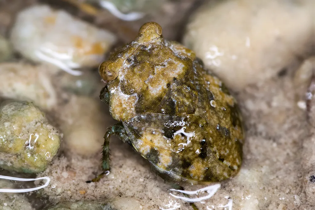 Gelastocoris rotundatus - photo 3