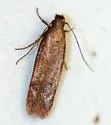 Gelechia albisparsella - Hodges#1929