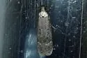 Gelechia albisparsella - Hodges#1929 - photo 2