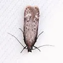 Gelechia albisparsella - Hodges#1929 - photo 3