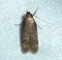 Gelechia albisparsella - Hodges#1929 - photo 4
