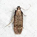 Gelechia albisparsella - Hodges#1929 - photo 5
