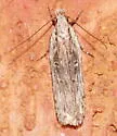 Gelechia bianulella - Hodges#1933