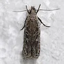 Gelechia bianulella - Hodges#1933 - photo 2