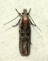 Gelechia bianulella - Hodges#1933 - photo 4