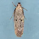 Gelechia desiliens - Hodges#1938