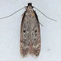 Gelechia desiliens - Hodges#1938 - photo 2