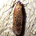 Gelechia desiliens - Hodges#1938 - photo 3