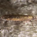 Gelechia desiliens - Hodges#1938 - photo 4
