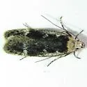 Gelechia dromicella - Hodges#1940