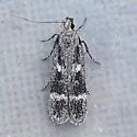 Gelechia dromicella - Hodges#1940 - photo 3