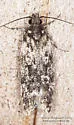 Gelechia lynceella - Hodges#1946 - photo 3