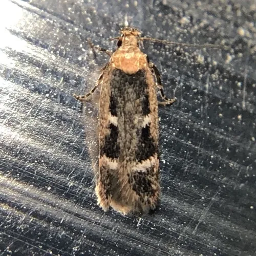 Gelechia ribesella - Hodges#1960 - Gelechia ribesella