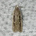 Juniper gelechiid moth - Hodges#1962