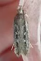 Juniper gelechiid moth - Hodges#1962 - photo 2