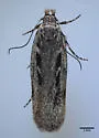 Juniper gelechiid moth - Hodges#1962 - photo 4