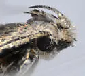 Juniper gelechiid moth - Hodges#1962 - photo 5