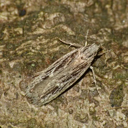 Gelechia senticetella