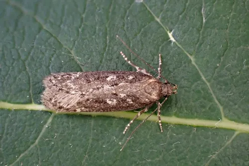 Gelechia sororculella