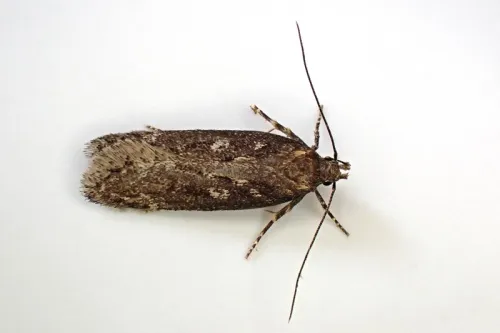 Gelechia sororculella - photo 2