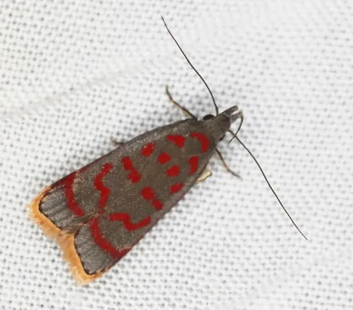 Twirler Moths - photo 3