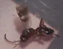 Gelis tenellus