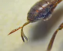 Gelis tenellus - photo 2