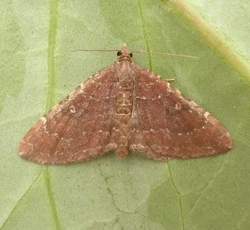 The Gem - Nycterosea obstipata