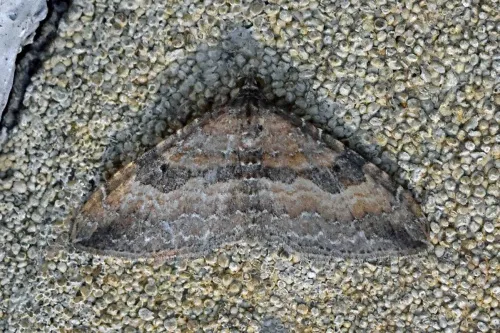 The Gem - photo 7
