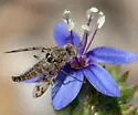 Geminaria canalis