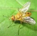 Genea aurea - Genea aurea