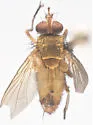 Genea aurea - photo 3