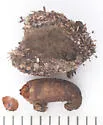 Genea aurea - photo 4