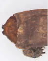 Genea aurea - photo 5