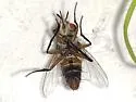 Genea robertsonii - photo 2