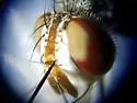 Genea robertsonii - photo 4