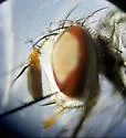 Genea robertsonii - photo 5