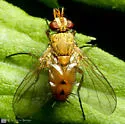 Genea texensis