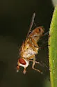 Genea texensis - photo 3