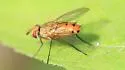Genea texensis - photo 4