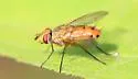 Genea texensis - photo 5
