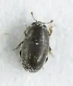 Genistogethes carinulatus - photo 2