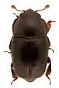 Genistogethes carinulatus - photo 5