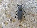 Genuchinus ineptus - photo 2