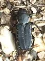 Genuchinus ineptus - photo 4