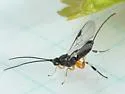 "Bassus" annulipes