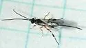 "Bassus" annulipes - photo 2